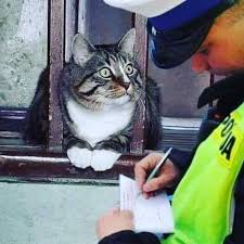 Cat Cats Catsofinstagram Insta Pet Pets Petsofinstagram Catstagram Petstagram Instagram Picoftheday Instadaily Animal Instaphoto Instacat Meow Em 2020