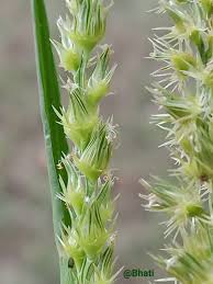 Image result for Cenchrus biflorus