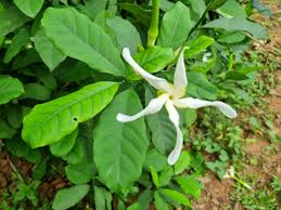 Image result for Tabernaemontana inconspicua