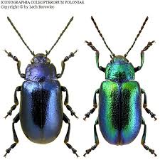 Image result for Chrysochloa