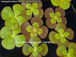 Image result for Marsilea vera