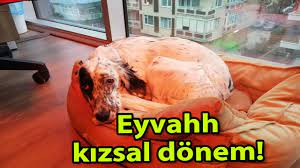 kopeklerin adet donemi icin pratik ped cozumu youtube