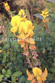 Image result for Crotalaria oocarpa