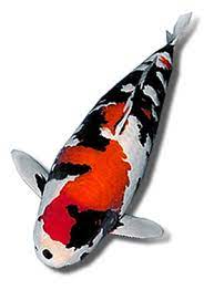 Check spelling or type a new query. Kodama Koi Farm Beautiful Japanese Koi Fish For Sale Auction
