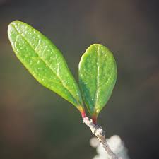 Image result for Priva curtisiae