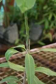 Air layering fruit trees in mango tree. Propagating Mangoes Agriculture And Food