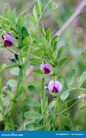 Image result for Vicia