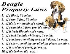 Beagle Funny on Pinterest | Beagle Art, Beagle Dog and Beagles via Relatably.com