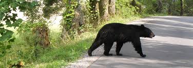 Most guests at bear creek just walk into town (it takes about 5. Bears In Pigeon Forge Tips On How To Deal With The Bears