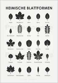 Iris Luckhaus Heimische Baumblatter Form Poster Illustration Design Heimische Baume