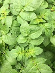 Other diseases, like bacterial leaf spot, can cause both the pepper plant leaves turning yellow and brown spots on the leaves. Yellowing Potato Leaves The Grapevine