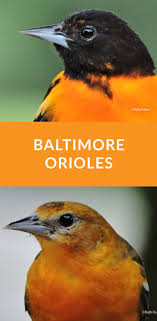 Bird With Orange Chest And Black Head Baltimore Orioles Are Orange Black Birds That Feed On Insects Berries Weave Nests From Fibers Attract To You Baltimore Orioles Birds Orioles Backyard Birds