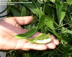 Image result for Phaseolus lunatus