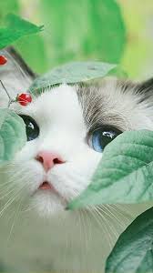 100 gambar kucing lucu imut keren cantik galau. Pin By Rttd On Wallpaper Pretty Cats Cute Cats And Kittens Animals Beautiful
