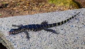 Accurate content you can trust, spreading knowledge on the animal kingdom, and giving back. Why Does Thailand Hate Monitor Lizards