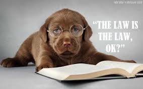 2017 Labrador Retriever Pictures Funny Brown Labrador Puppy With Eyeglasses Labrador Retriever Labrador Puppy Labrador Funny