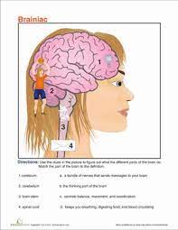 Regions Of The Brain Worksheet Education Com Education Com Science Worksheets Homeschool Science
