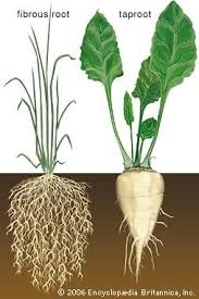 Root Plant Plants Plant Science Plant Roots
