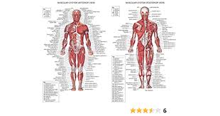 The human muscular system is complex and has many functions in the body. Amazon Com Human Body Anatomical Chart Muscular System Poster 32 Inch X 24 Inch 17 Inch X 13 Inch Home Kitchen