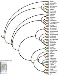 Image result for Eragrostis aethiopica