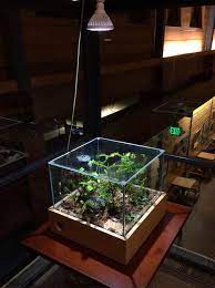 Terrarium Enclosure With Led Lighting Led Aquarium Lighting Terrarium Aquarium Lighting