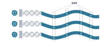 With snp's data transformation platform, enterprises are able to complete their. Single Nucleotide Polymorphism Snp