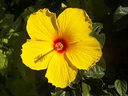 Qué significan las flores amarillas?