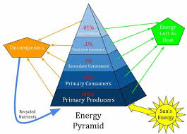 Energy Pyramid Definition Of Ecological Pyramid Biology