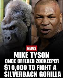 Only Mike Tyson would look at a 500 lb silverback gorilla and say, “Run me  my fade!” #LegendaryMindset #Savage #GOAT #MikeTyson #BeastMode Who y'all  got winning??? Gorilla or Iron Mike??? 🥊🦍😂🔥