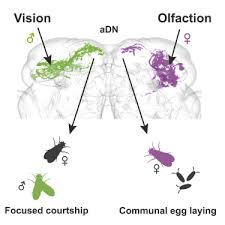 Check out our trading card frame selection for the very best in unique or custom, handmade pieces from our art & collectibles shops. A Sex Specific Switch Between Visual And Olfactory Inputs Underlies Adaptive Sex Differences In Behavior Sciencedirect