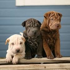 these shar pies dogs should definitely start working on their wrinkles i can has cheezburger in 2021 cute dogs cute animals cute baby animals