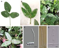 Image result for Macrotyloma daltonii