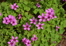 Oxalis Pink Wood Sorrel Not Native Not To Worry The Landscape Of Us Wood Sorrel Plants Sorrel Plant