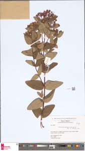 Image result for Hypericum lalandii
