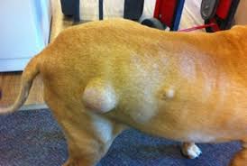 Pin On Pet Information