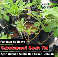 Blog perkongsian ilmu pokok tin (ficus carica) di malaysia. Inilah 5 Panduan Mudah Budidaya Tabulampot Tanaman Buah Tin Agar Tumbuh Subur Dan Cepat Berbuah Jualbenihmurah Com