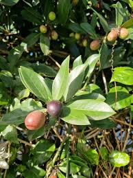 Image result for Acokanthera oblongifolia