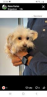 Stuarts Draft, Va Doggie Found