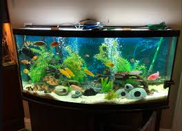 Akuarium kecil atau akuarium mini seperti di atas memang sangat sederhana. Cara Membuat Aquarium Pemula Pun Bisa Blog Ruparupa