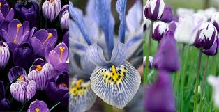 Grow bulbs that require specialized care. Planting Bulbs For Spring Blossoms English Gardens