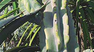 It will form a thicket if allowed, and needs a big footprint to accommodate it. Apple Cactus Grown By You