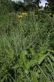 Image result for Berkheya setifera