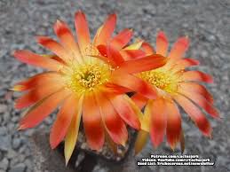 How to grow cactus from seed a to z. Patrick Noll Aka Cactus Jerk Is Creating Books And Videos Patreon Cactus Seeds Cactus Flowers Cactus