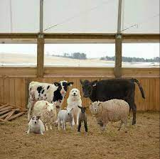 Fantastic Farm Animal Portraits Part Ii Barnyard Animals Animals Farm Animals