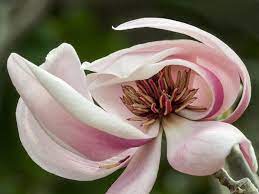 Magnolia Close Up Magnolia Flowers Art Inspo