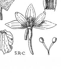 Image result for Diaphananthe sarcophylla