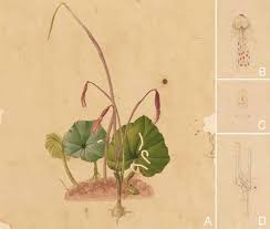 Image result for Nervilia adolphi