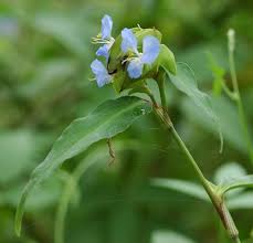 Image result for Commelina reptans