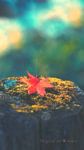 Iphone Wallpaper 4k Nature Maple Leaf Cellphone Wallpaper Schone Hintergrundbilder 1959767 Hd Wallpaper Backgrounds Download Sammlung von sx • zuletzt aktualisiert: iphone wallpaper 4k nature maple leaf