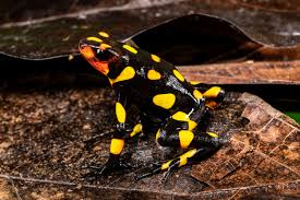 Poison Frog Porn — Magazine — Exotica Esoterica
